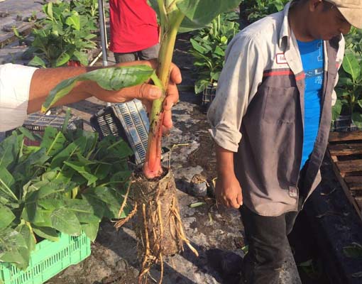 Ellepot benefits Banana propagation = reduced or no transplant shock, no plastic bag or pot to remove and discard, meaning less handling of waste.