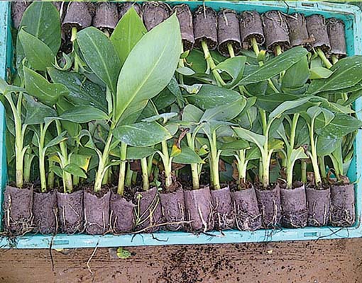 Cost savings with Ellepot By shortening the propagation window to 8 weeks, you gain up to 20% in speed, allowing for more cycles per year of your banana propagation