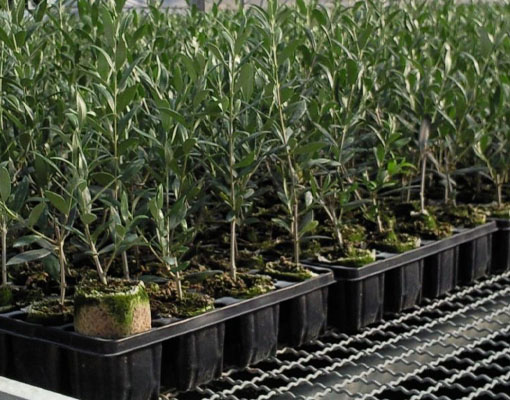 sustainable roots growth with Ellepot paper in Olives
