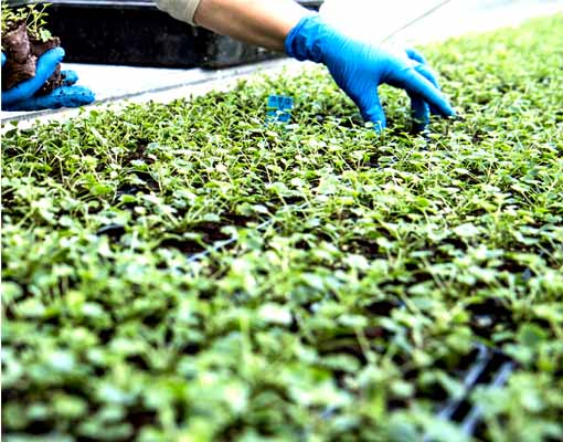Ellepots are a versatile, flexible system that provides real savings on cost and logistics. We use special degradable paper to make inserts that then slot into a Air Tray® for benching outside or in a greenhouse.